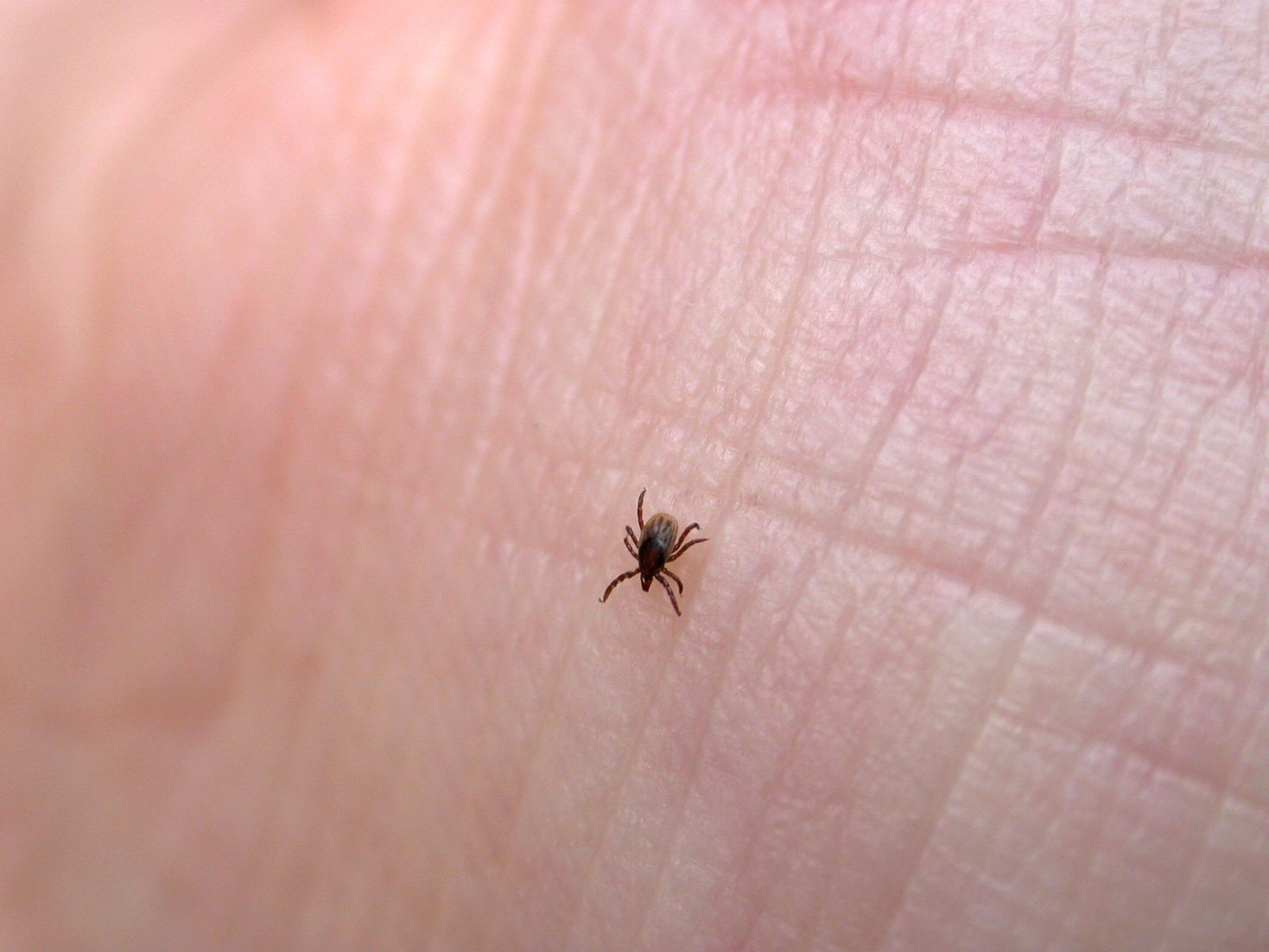 Lyme Disease Prevention The Camping Canuck