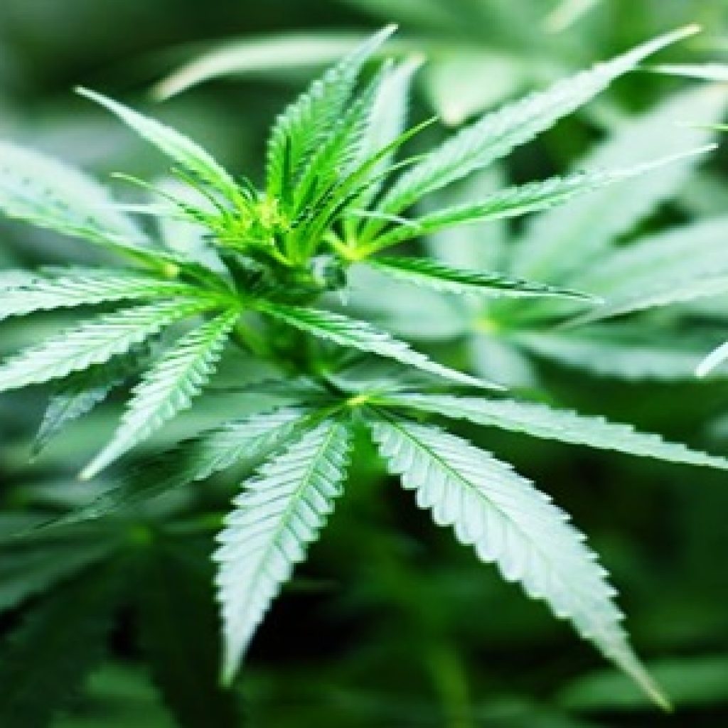 Arkansas’ two cannabis groups merge to advocate industry benefits